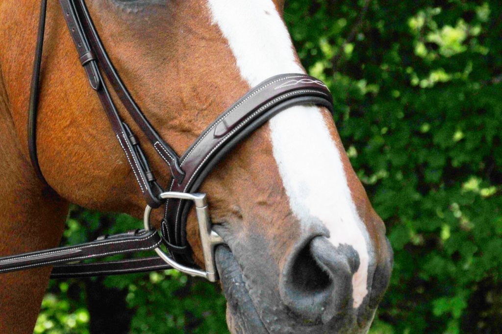 Red Barn Tryon Bridle noseband detail