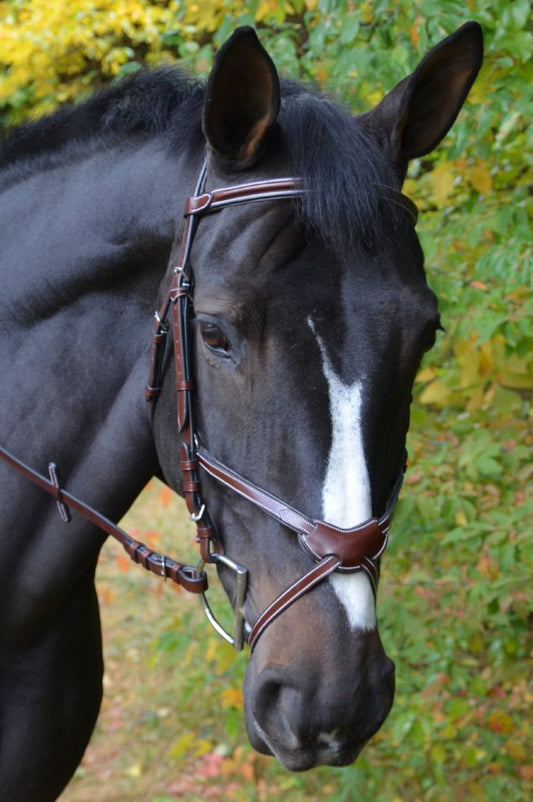 KL Italia Chase Figure 8 Bridle