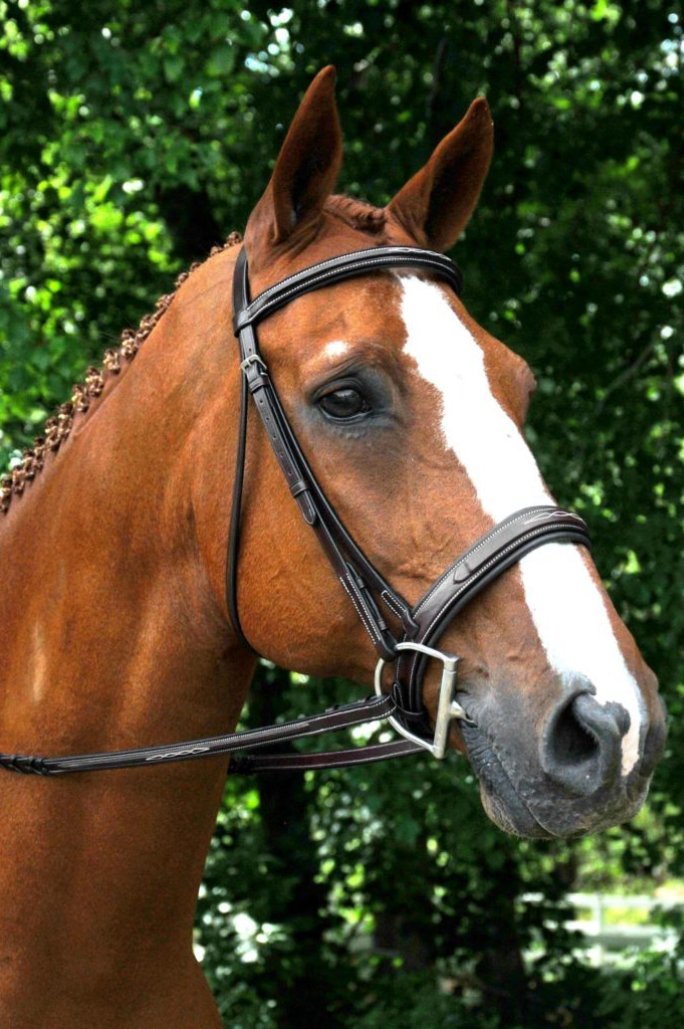 Red Barn Tryon Bridle